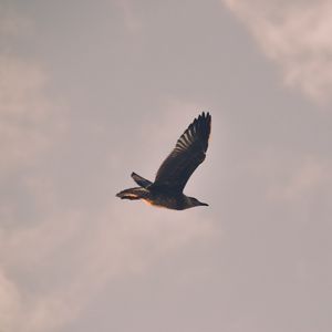 Preview wallpaper bird, seagull, flight, sky