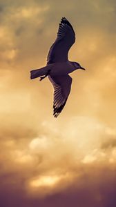 Preview wallpaper bird, seagull, flight, wings, sky