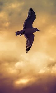 Preview wallpaper bird, seagull, flight, wings, sky