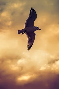 Preview wallpaper bird, seagull, flight, wings, sky