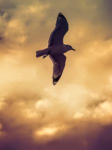 Preview wallpaper bird, seagull, flight, wings, sky