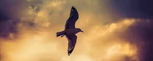 Preview wallpaper bird, seagull, flight, wings, sky