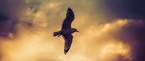 Preview wallpaper bird, seagull, flight, wings, sky