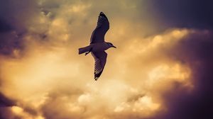 Preview wallpaper bird, seagull, flight, wings, sky