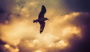 Preview wallpaper bird, seagull, flight, wings, sky