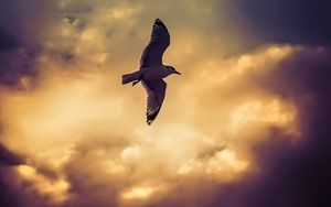 Preview wallpaper bird, seagull, flight, wings, sky