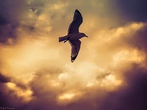 Preview wallpaper bird, seagull, flight, wings, sky