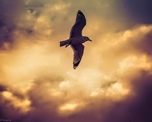 Preview wallpaper bird, seagull, flight, wings, sky