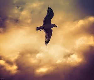 Preview wallpaper bird, seagull, flight, wings, sky