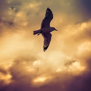 Preview wallpaper bird, seagull, flight, wings, sky