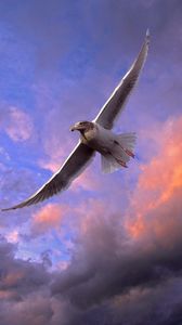 Preview wallpaper bird, seagull, sky, clouds