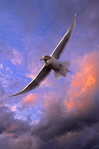 Preview wallpaper bird, seagull, sky, clouds