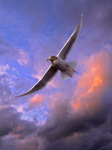 Preview wallpaper bird, seagull, sky, clouds