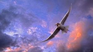 Preview wallpaper bird, seagull, sky, clouds