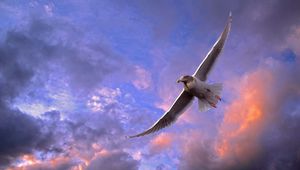 Preview wallpaper bird, seagull, sky, clouds