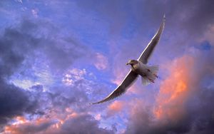 Preview wallpaper bird, seagull, sky, clouds