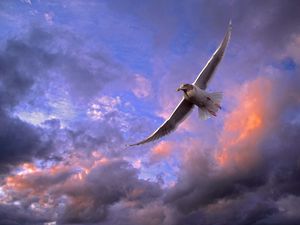 Preview wallpaper bird, seagull, sky, clouds