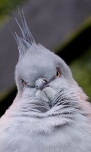 Preview wallpaper bird, serious, pose