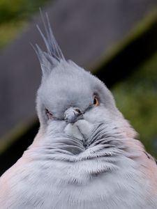 Preview wallpaper bird, serious, pose