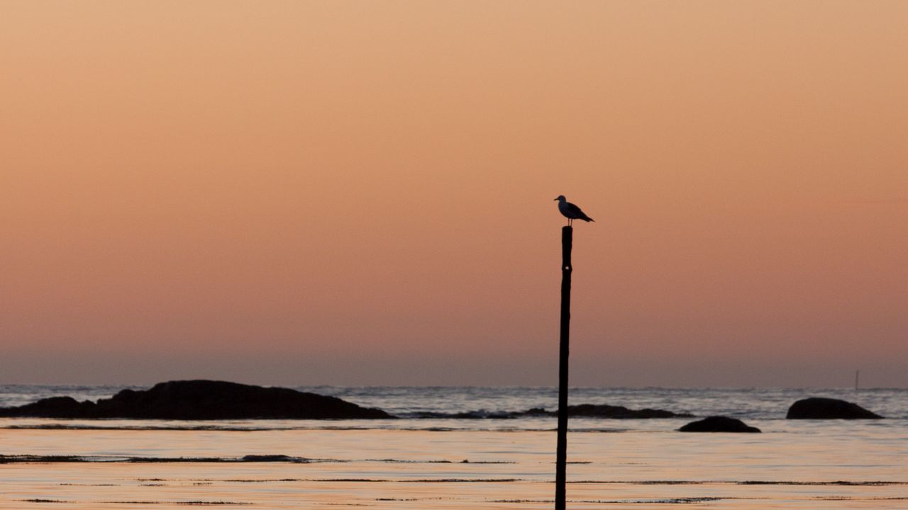 Wallpaper bird, shore, twilight, minimalism