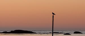 Preview wallpaper bird, shore, twilight, minimalism