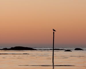 Preview wallpaper bird, shore, twilight, minimalism