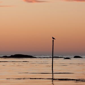 Preview wallpaper bird, shore, twilight, minimalism