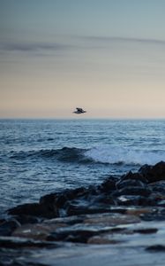 Preview wallpaper bird, shore, wave, horizon