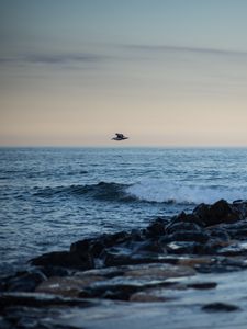 Preview wallpaper bird, shore, wave, horizon
