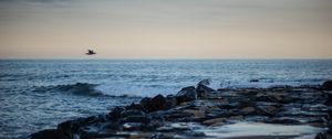 Preview wallpaper bird, shore, wave, horizon