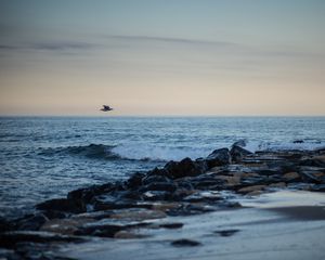 Preview wallpaper bird, shore, wave, horizon