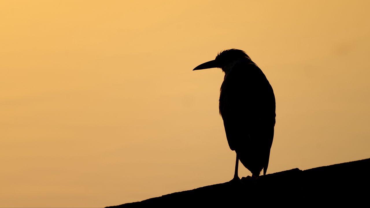Wallpaper bird, silhouette, beak, evening, dark