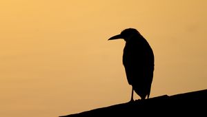 Preview wallpaper bird, silhouette, beak, evening, dark