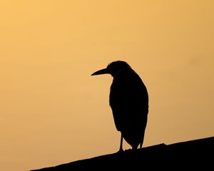 Preview wallpaper bird, silhouette, beak, evening, dark