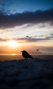 Preview wallpaper bird, silhouette, blur, outlines