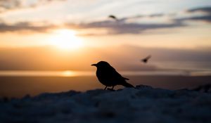Preview wallpaper bird, silhouette, blur, outlines