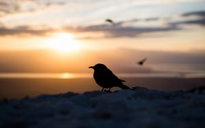 Preview wallpaper bird, silhouette, blur, outlines