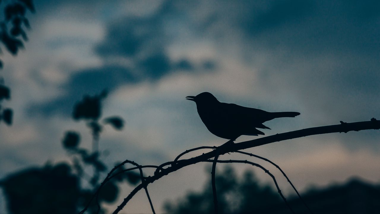 Wallpaper bird, silhouette, branch