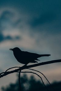 Preview wallpaper bird, silhouette, branch