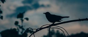 Preview wallpaper bird, silhouette, branch
