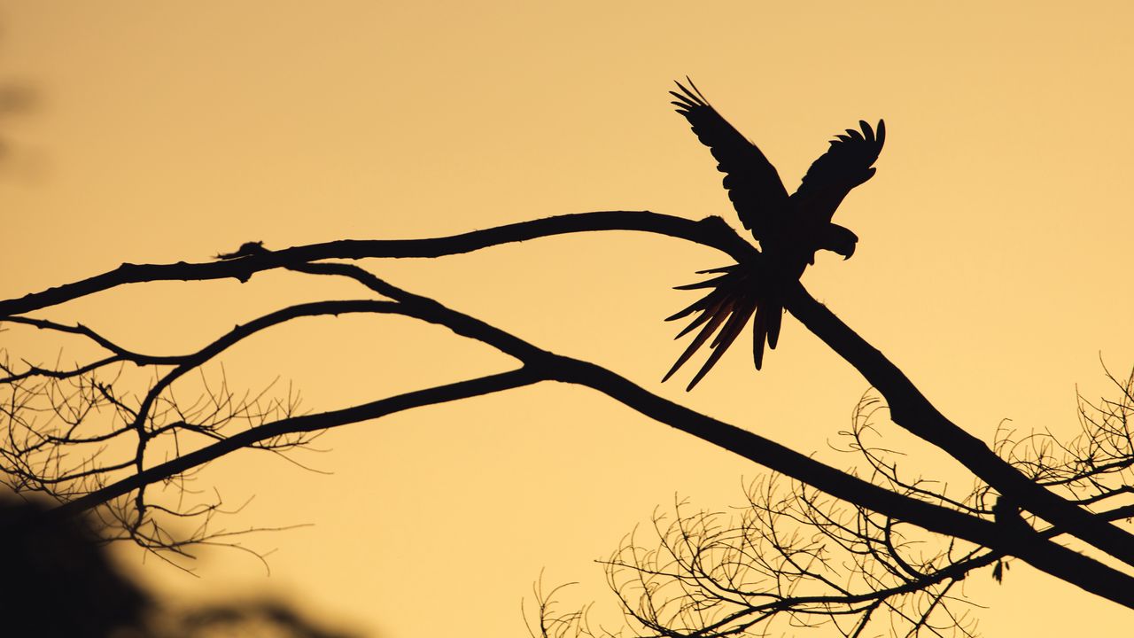Wallpaper bird, silhouette, branch, tree, dark