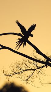 Preview wallpaper bird, silhouette, branch, tree, dark