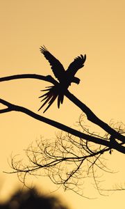 Preview wallpaper bird, silhouette, branch, tree, dark