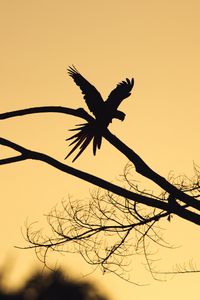 Preview wallpaper bird, silhouette, branch, tree, dark