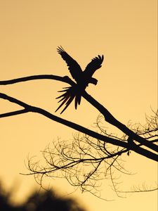 Preview wallpaper bird, silhouette, branch, tree, dark