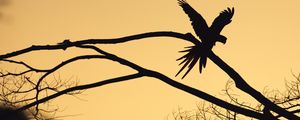 Preview wallpaper bird, silhouette, branch, tree, dark