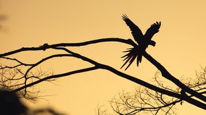 Preview wallpaper bird, silhouette, branch, tree, dark