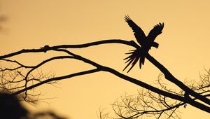 Preview wallpaper bird, silhouette, branch, tree, dark