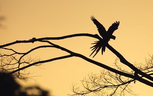 Preview wallpaper bird, silhouette, branch, tree, dark