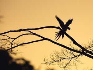Preview wallpaper bird, silhouette, branch, tree, dark
